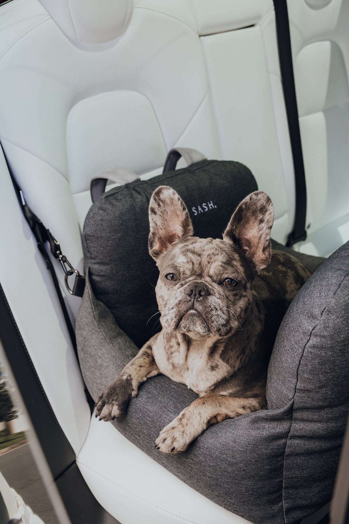 HIPPIH Siège d'auto pour petit chien, siège d'auto robuste
